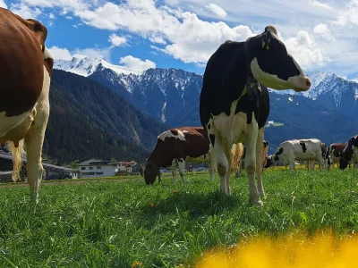 Holiday apartment Appartement Holderhof - Outdoor photo 12