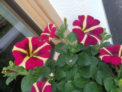 Holiday apartment Appartement Holderhof - Outdoor photo 13