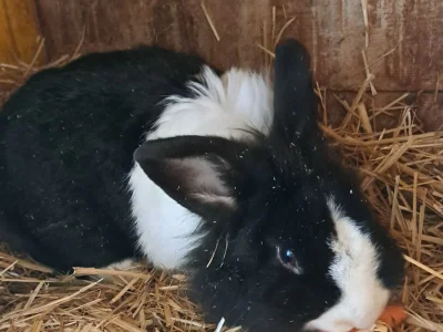 Holiday apartment Appartement Holderhof - Outdoor photo 21