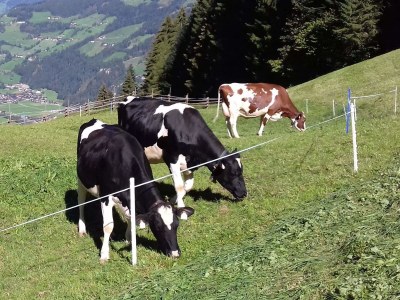 Holiday apartment Appartement Holderhof - Environment photo 36