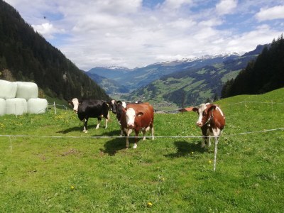 Holiday apartment Appartement Holderhof - Environment photo 37