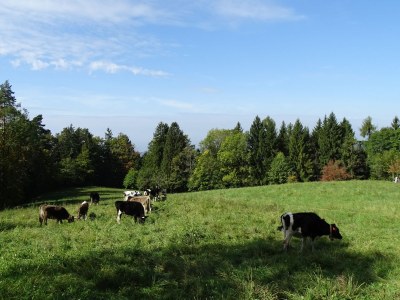 Holiday apartment Elisa Apartment - Environment photo 17