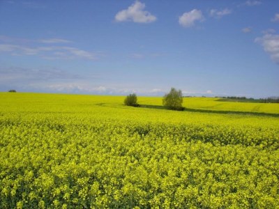 Holiday house Gemütlicher Ostseeurlaub für 2 Gäste - Environment photo 26