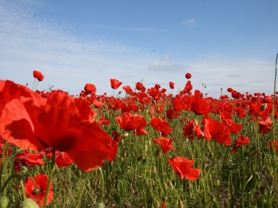 Holiday house Gemütlicher Ostseeurlaub für 2 Gäste - Outdoor photo 40