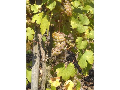 Holiday apartment Lill Layendecker - Environment photo 18