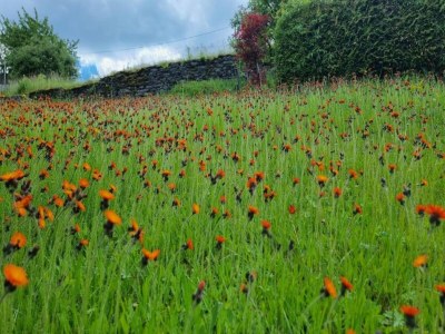 Villa Sonnige Flucht in Borstendorf - Environment photo 34