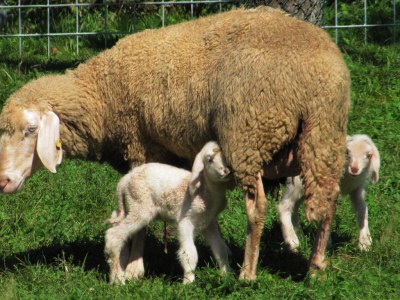 Holiday apartment "Zak" Klopeiner See - Environment photo 15