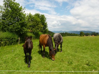 Holiday apartment "Zak" Klopeiner See - Environment photo 16