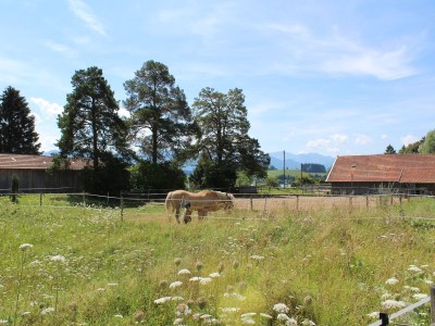 Holiday house Stella Alpina - Environment photo 21