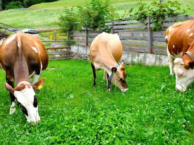 Farmhouse Lechnerhof - Outdoor photo 14