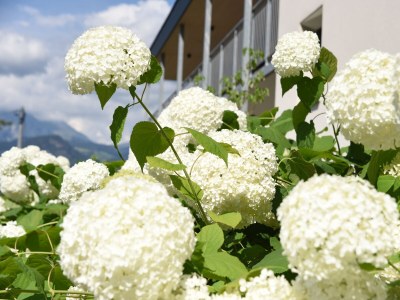 Holiday apartment Felsenegg Appartements - Outdoor photo 12