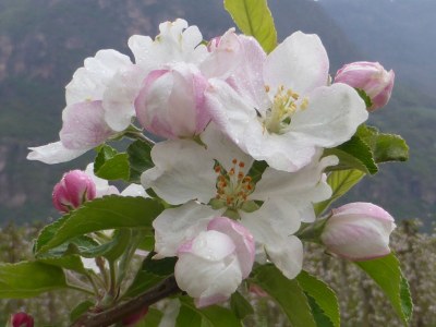 Holiday apartment Felsenegg Appartements - Environment photo 25