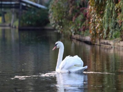 Holiday house Cottage in Dwarsgracht near Giethoorn - Environment photo 30