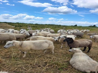 Holiday house Cottage in Dwarsgracht near Giethoorn - Environment photo 31