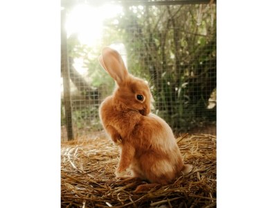 Holiday house La maison de Louison - Outdoor photo 4