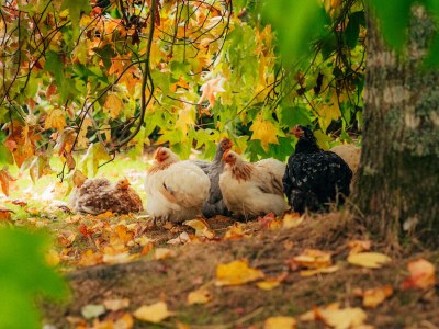 Holiday apartment Le domaine de Madeleine - Outdoor photo 11