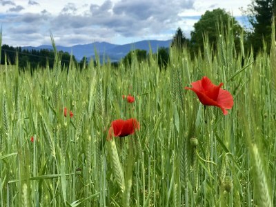 Holiday house Anna - Environment photo 24