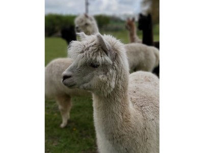 Holiday house Schliep - Environment photo 39