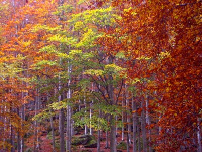 bio farm Glamping tent - Environment photo 25