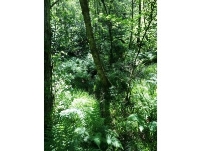 Holiday house In der Erlebach - Environment photo 15