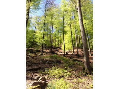 Holiday house In der Erlebach - Environment photo 20