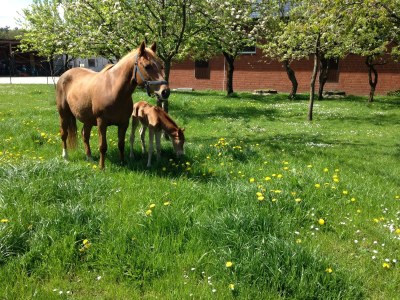 Holiday house Spechtschmiede - Environment photo 9