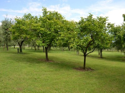 Holiday apartment Boschette1 - Outdoor photo 6