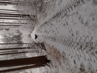 Holiday house Ruhiges Apartment mit Sauna, Burggen - Environment photo 20