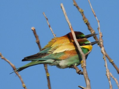 Holiday apartment Apartment: holiday home Bergamini - Environment photo 23