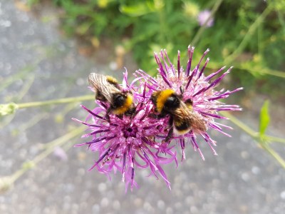 Holiday apartment Apartment: holiday home Bergamini - Environment photo 25