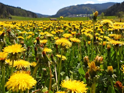 Holiday apartment Apartment: holiday home Bergamini - Environment photo 27