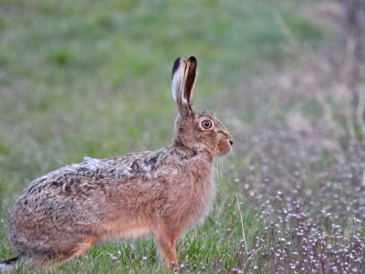 Holiday apartment Apartment: holiday home Bergamini - Environment photo 29