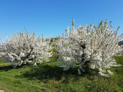 Holiday apartment Apartment: holiday home Bergamini - Environment photo 31