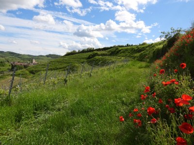 Holiday apartment Apartment: holiday home Bergamini - Environment photo 32