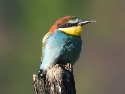 Holiday apartment Apartment: holiday home Bergamini - Environment photo 33