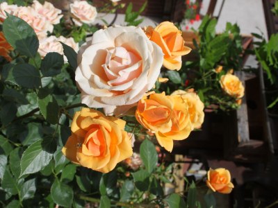 Holiday apartment Maison De Vacances Hild - Outdoor photo 10