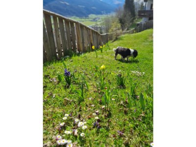 Holiday house Ematberg - Environment photo 39