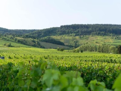 Apartment Romantischer Aufenthalt mit Blick auf den Weinberg - Environment photo 27