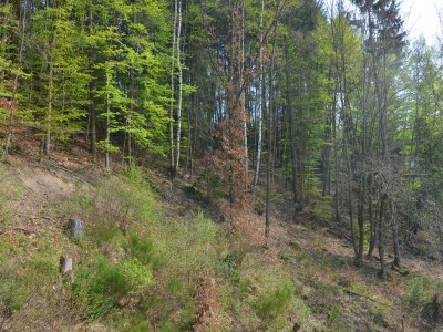 Holiday house Villa mit Sauna in Liesen - Outdoor photo 7