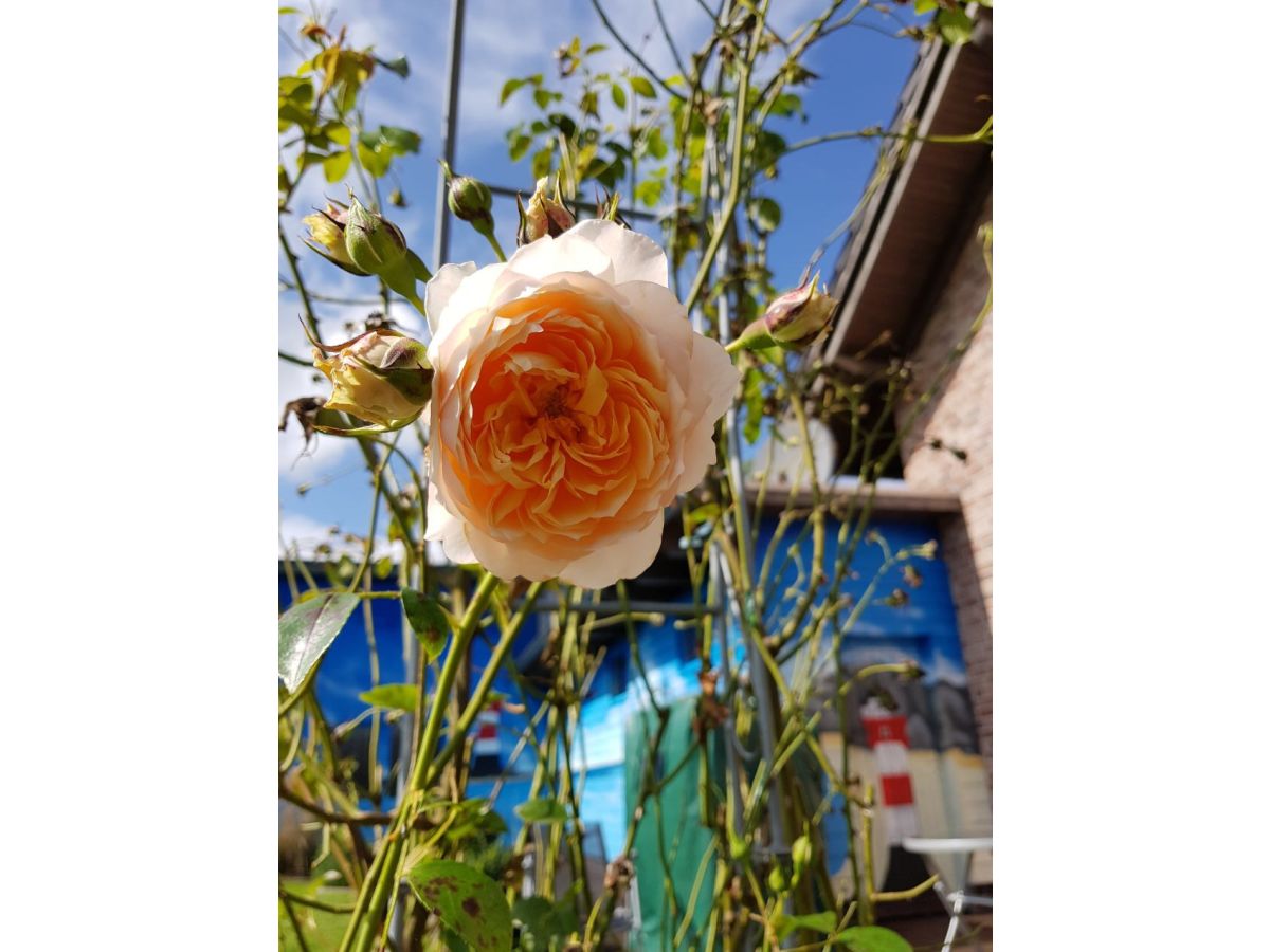 Holiday house Haus Annelie - Outdoor photo 5