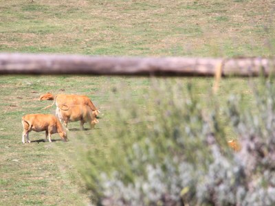 Holiday house Podere Casentino - Outdoor photo 13