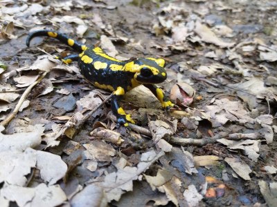 Holiday apartment Ferienhaus Weitblick - Environment photo 37