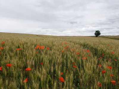 Holiday apartment Ferienhaus Weitblick - Environment photo 38