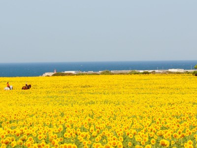 Holiday house Torre Roche 1 - Environment photo 19