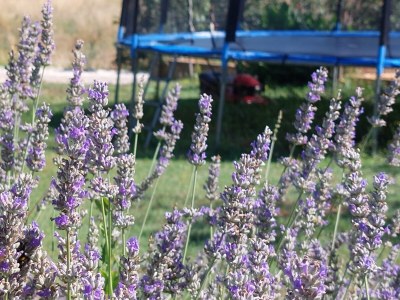 Holiday house Art apartman Pula - Outdoor photo 11