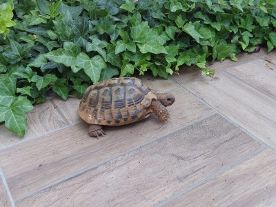 Holiday house Art apartman Pula - Outdoor photo 12