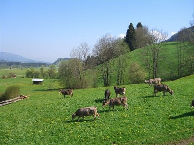 Holiday apartment Baldauf  "Am Dummelsmoos" - Environment photo 11