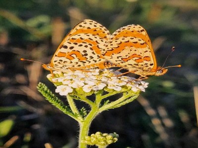 Holiday house Holiday Home in Grury with Pool & Garden - Outdoor photo 37