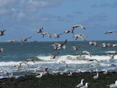 Holiday house Holiday Home in Callantsoog near Beach - Environment photo 33