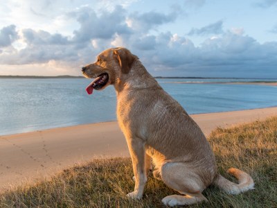 Holiday house Les Dunes - Environment photo 13